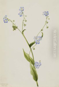 Bur-forget-me-not (Lappula diffusa)
