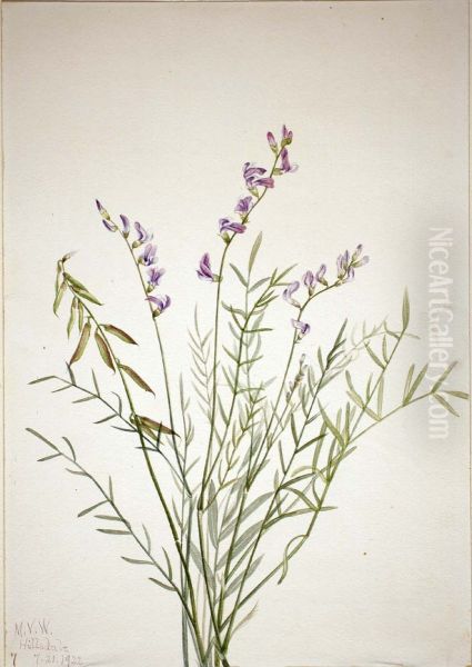 Burgess Milkvetch (Astragalus bourgovii) - view 1