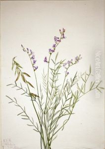 Burgess Milkvetch (Astragalus bourgovii)