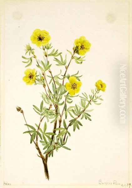 Bush Cinquefoil (Potentilla fruticosa) - view 1