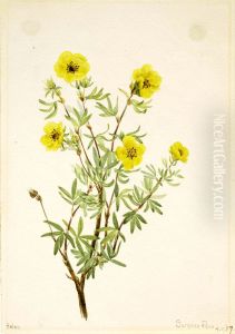 Bush Cinquefoil (Potentilla fruticosa) by Mary Vaux Walcott