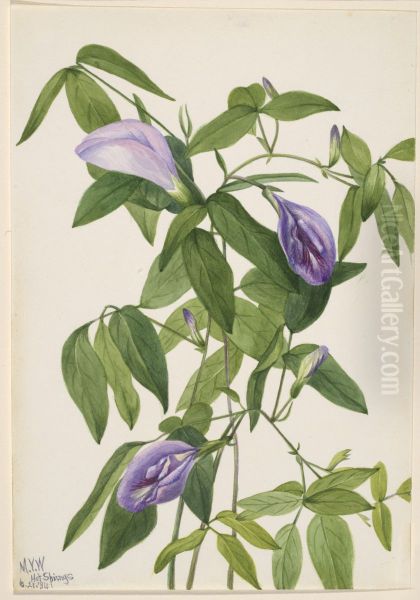 Butterfly Pea (Clitoria mariana) - view 1