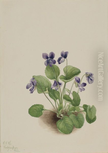 Butterfly Violet (Viola papilionacea) - view 1