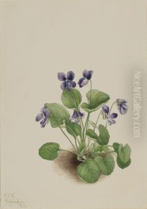 Butterfly Violet (Viola papilionacea) by Mary Vaux Walcott