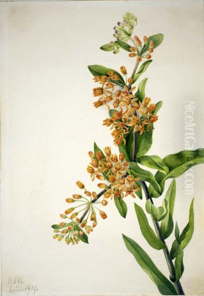 Butterfly Weed (Ascelpias tuberosa) - view 1