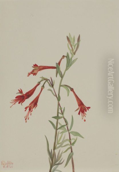 California Fuschia (Zauschneria californica) - view 1