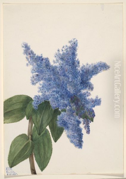 California Lilac (Ceanothus thyrsiflorus) - view 1