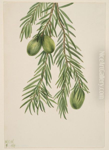 California Nutmeg (Tumion californicum) - view 1