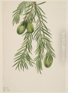California Nutmeg (Tumion californicum) California Nutmeg (Tumion californicum)