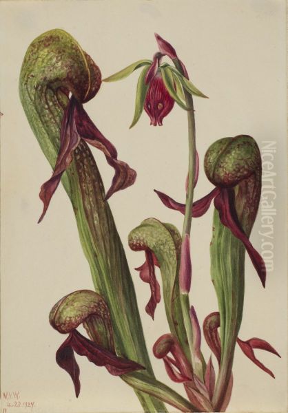 California Pitcherplant (Chrysamphora californica) - view 1
