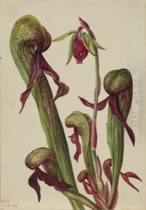 California Pitcherplant (Chrysamphora californica) thumbnail