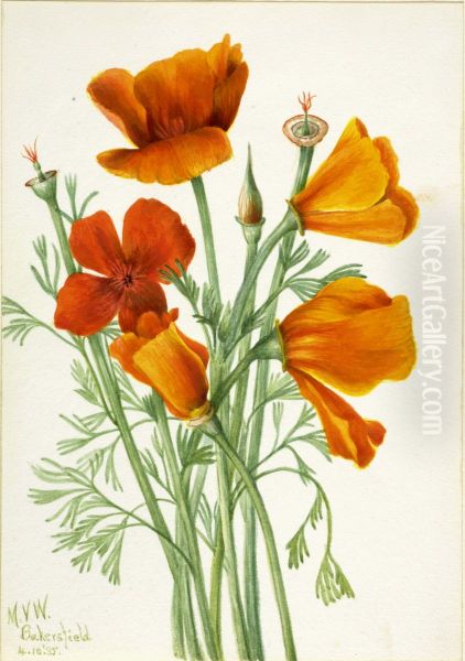 California Poppy (Eschscholtzia californica) - view 1