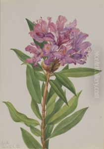 California Rose-Bay (Rhododendron californicum) by Mary Vaux Walcott