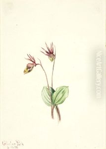 Calypso (Cytherea bulbosa)