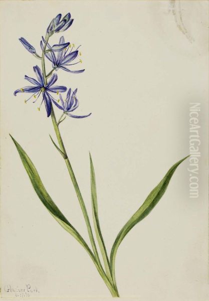 Camas (Quamasia quamash) - view 1