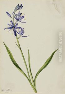Camas (Quamasia quamash)