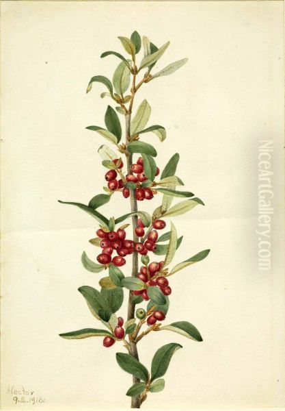 Canada Buffaloberry (Lepargyrea canadensis) - view 1