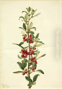 Canada Buffaloberry (Lepargyrea canadensis) Canada Buffaloberry (Lepargyrea canadensis)