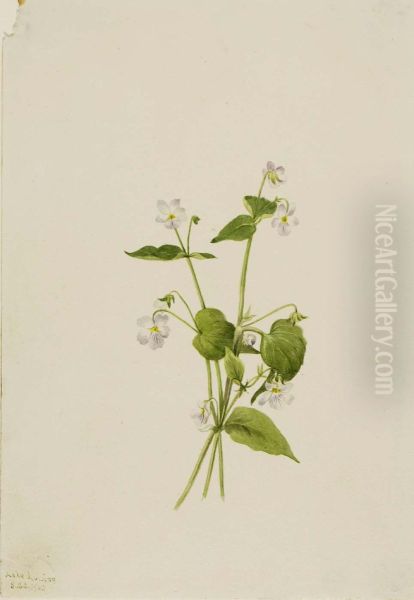 Canada Violet (Viola canadensis) - view 1