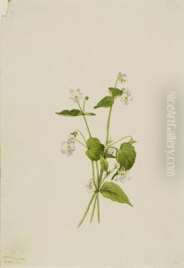 Canada Violet (Viola canadensis)