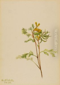 Capnoides aureum by Mary Vaux Walcott