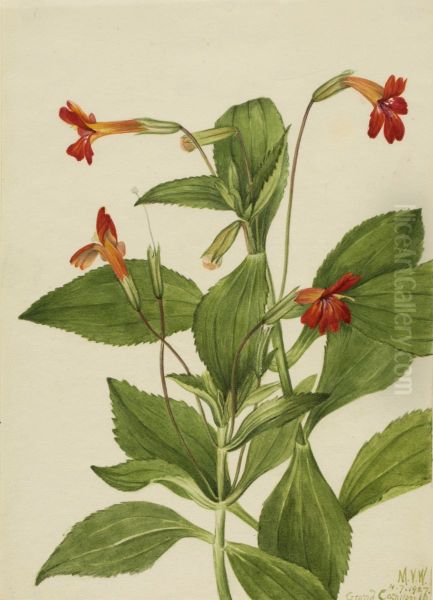 Cardinal Monkey Flower (Mimulus cardinalis) - view 1