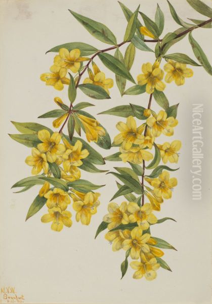 Carolina Jessamine (Gelsemium sempervirens) - view 1