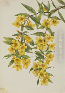 Carolina Jessamine (Gelsemium sempervirens) by Mary Vaux Walcott