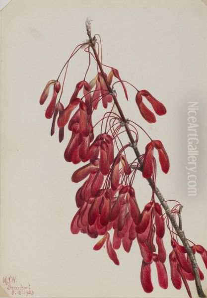 Carolina Maple (Acer carolinianum) - view 1
