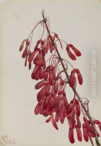 Carolina Maple (Acer carolinianum) Carolina Maple (Acer carolinianum)