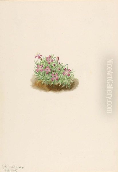 Carpet Pink (Silene acaulis) - view 1