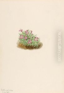 Carpet Pink (Silene acaulis)