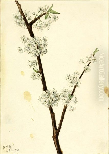 Chickasaw Plum (Prunus angustifolia) - view 1
