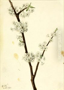 Chickasaw Plum (Prunus angustifolia)