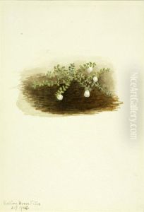 Chiogenes hispidula