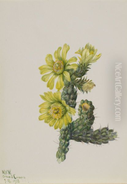 Cholla Opuntia whipplei - view 1