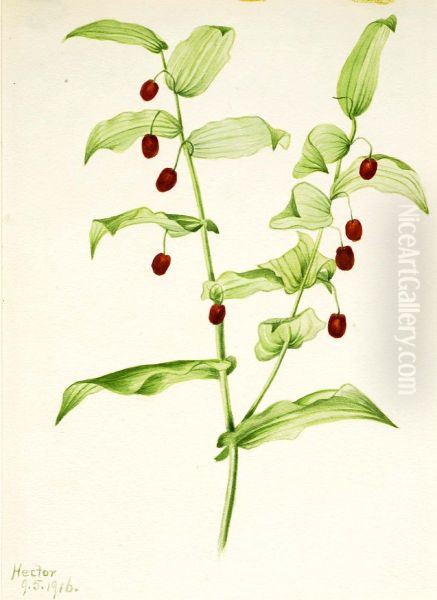 Clasping Twisted Stalk (Streptopus amplexifolius) - view 1