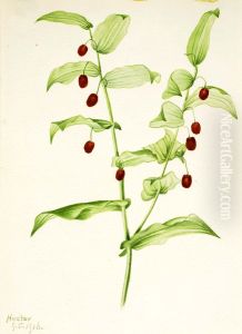 Clasping Twisted Stalk (Streptopus amplexifolius)