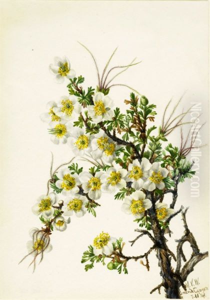 Cliffrose (Cowania stanshuriana) - view 1