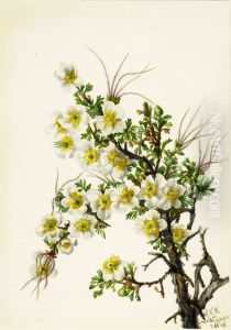 Cliffrose (Cowania stanshuriana) by Mary Vaux Walcott
