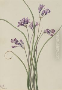 Wild Hyacinth (Brodiaea pulchella)