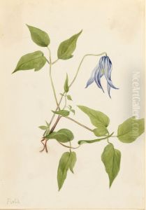Columbia Clematis (Clematis columbiana) Columbia Clematis (Clematis columbiana)