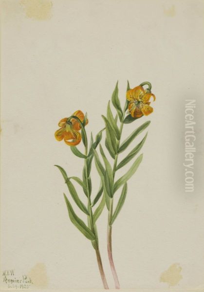 Columbia Lily (Lilium columbianum) - view 1