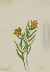 Columbia Lily (Lilium columbianum)