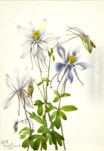 Columbine (Aquilegia ecalcarata) by Mary Vaux Walcott