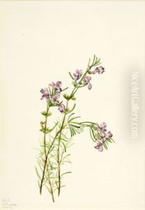 Conradina verticillata by Mary Vaux Walcott