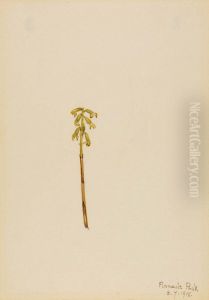 Corathorhiza corallorhiza by Mary Vaux Walcott