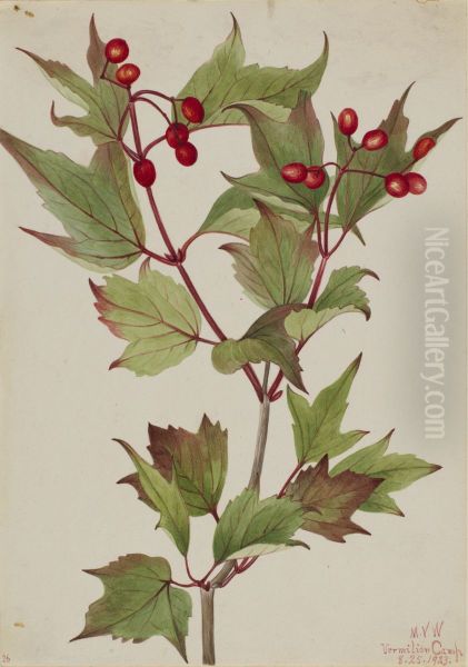 Cranberrybush (Viburnum pauciflorum) - view 1