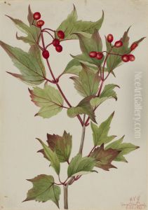 Cranberrybush (Viburnum pauciflorum) Cranberrybush (Viburnum pauciflorum)