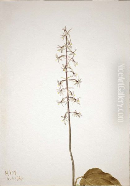 Crane-Fly Orchis (Tipularia uniflora) - view 1